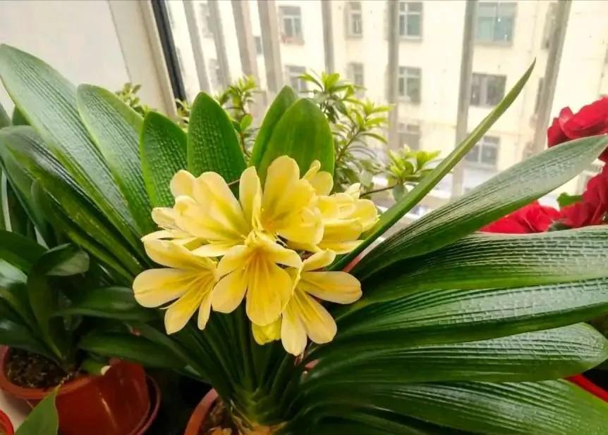 五种“旺宅花”，适合养客厅，一种比一种好养，一个比一个好看