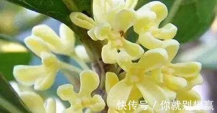 秋日$桂花,就是最美秋日诗词!