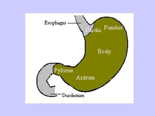 甘蓝|养胃小技巧:坚持两事,少碰三白,常吃四绿,或会对胃有好处