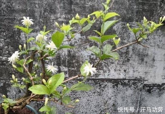 发黄|养茉莉花,莫“偷懒”,稍微不注意,僵苗不生长