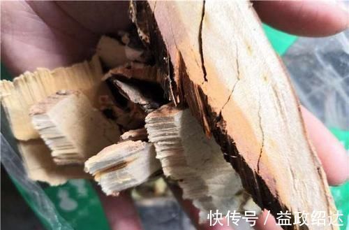 树干|果实酷似荔枝,小孩摘来生吃,却不是根是稀罕货,人称“金腰带”