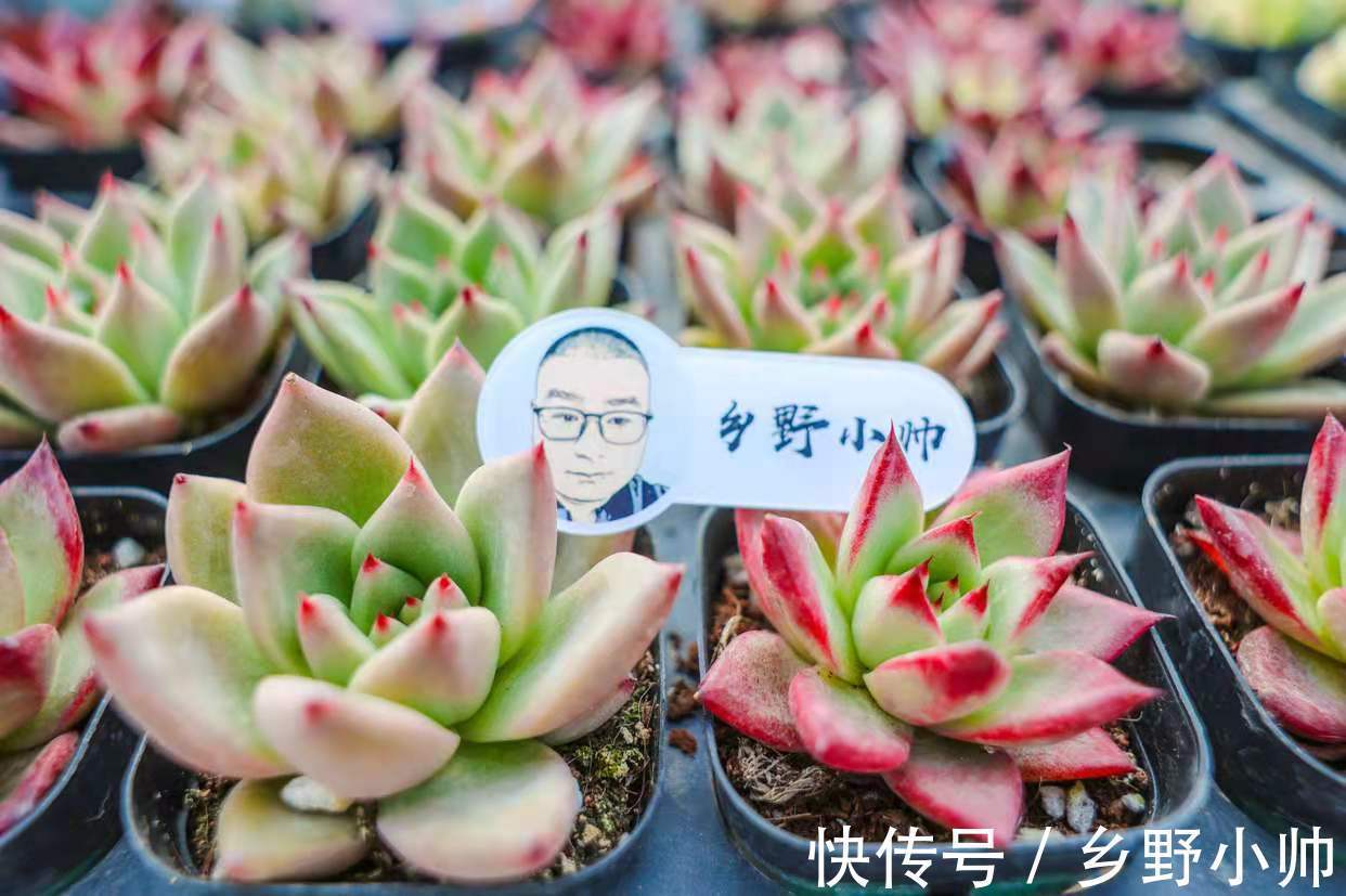 小帅|确认过眼神,遇上对的你,说说那些让人“一见钟情”的多肉