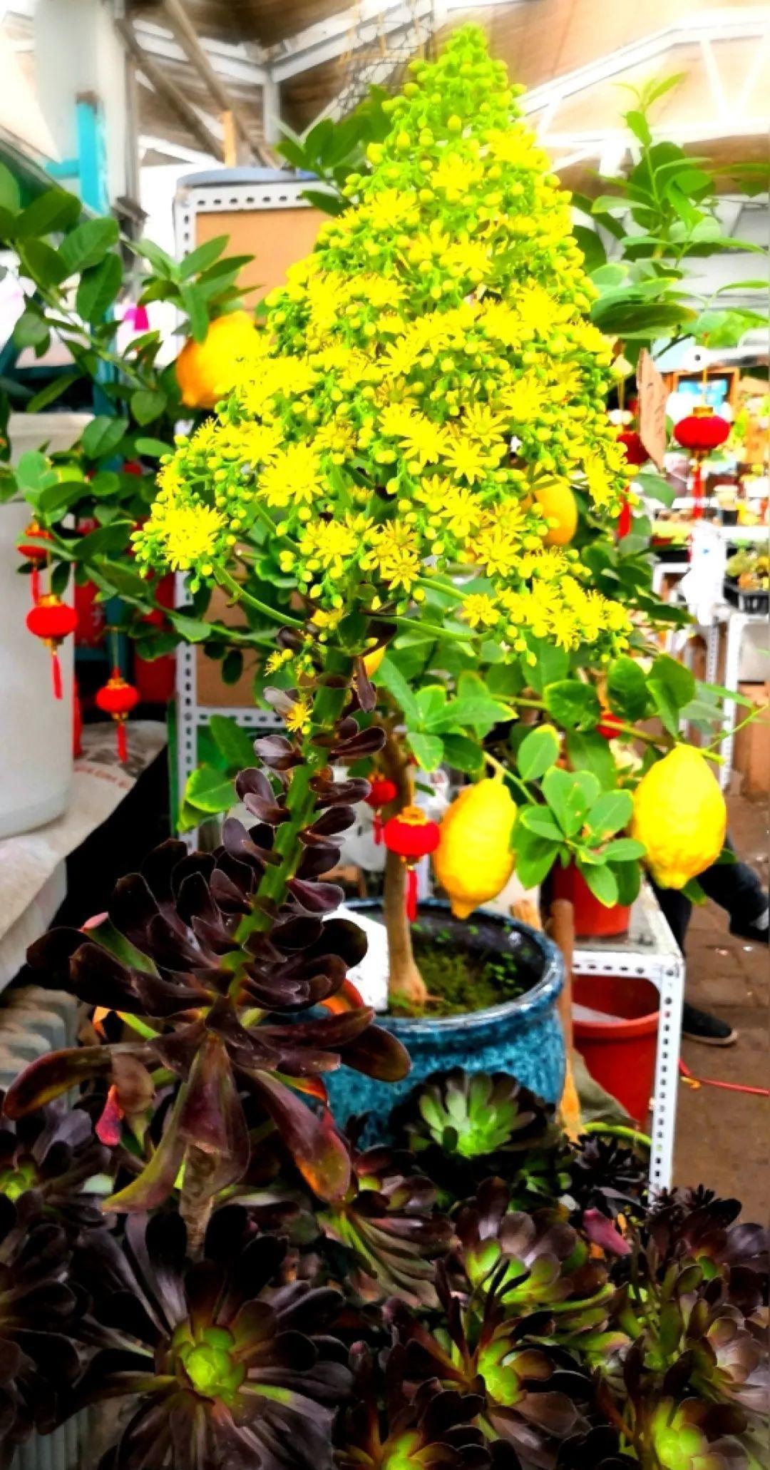 多肉开花会死?别担心,开完砍一刀,活得好好的