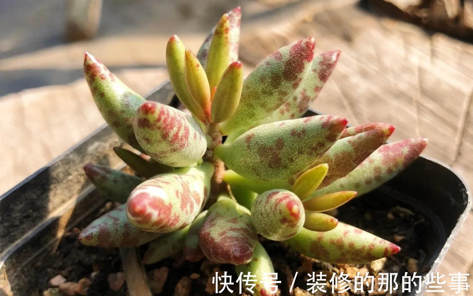 多肉植物|多肉水泡系列悄然走红,斑纹醒目的梅花鹿水泡成热门