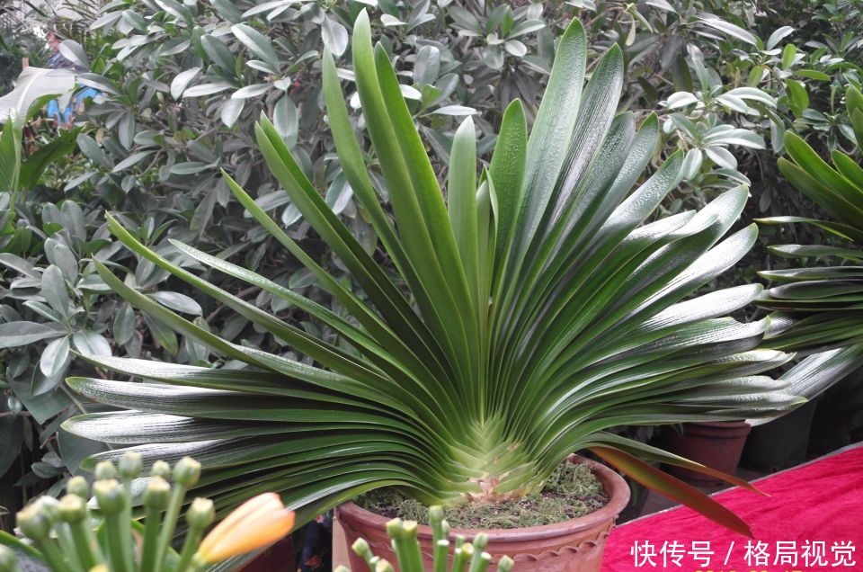 君子兰怎么分株网友一个骚操作，君子兰虽不死也会僵苗难服盆