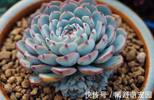 绣球|原产中国的世界名花,花型奇特,四季开花,还很好养,是盆栽佳品