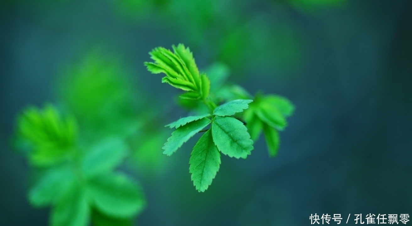 摩羯|悲喜自渡，圆滑且机智的星座，深谋远虑，跟人相处时重情重义