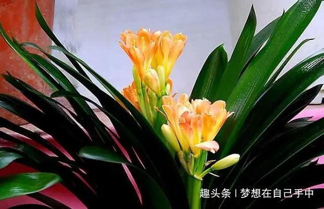 君子兰换盆，多做“这1步”，15天恢复生长，比往年花量多得多