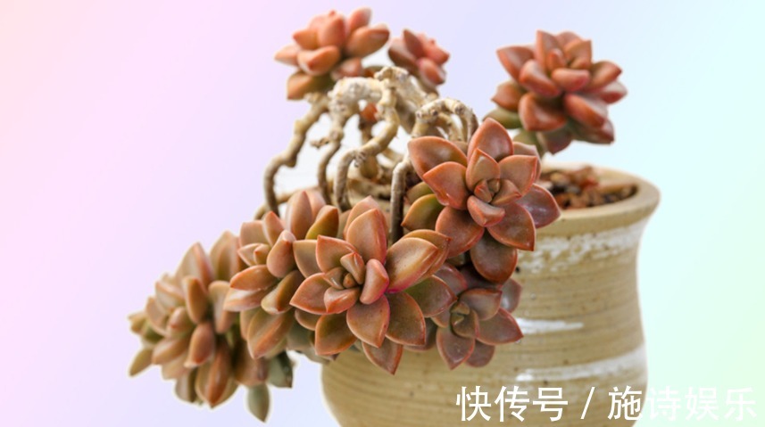 春秋|想养好多肉姬胧月这5个养护技巧要学会!花大爆盆不是梦!