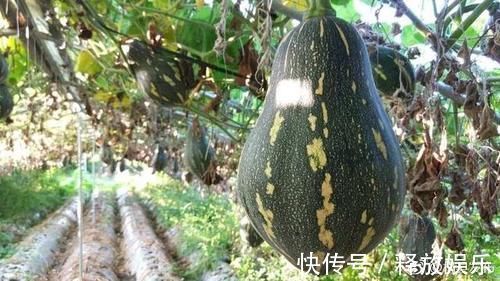 香芋|每株可结3-5个!风味独特的香芋南瓜品种,高产又好吃