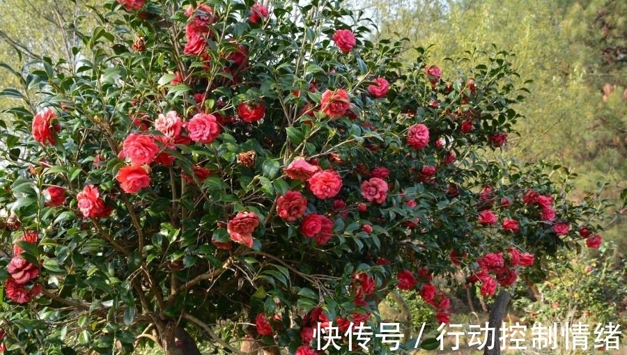 花卉|山茶花养护时,用这3个“小套路”,花朵蹭蹭冒不停,轻松开爆盆