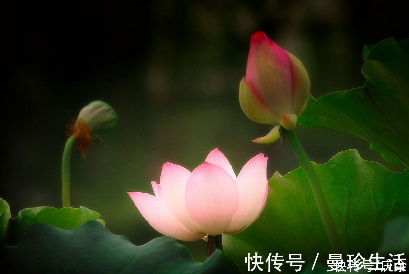 题张司业诗$王安石的这首诗,初看平平淡淡,细读却意味深长