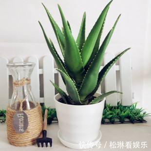 浇水|芦荟一直瘦瘦的,喂点“零食”爱蹿个,新芽也能长不停!