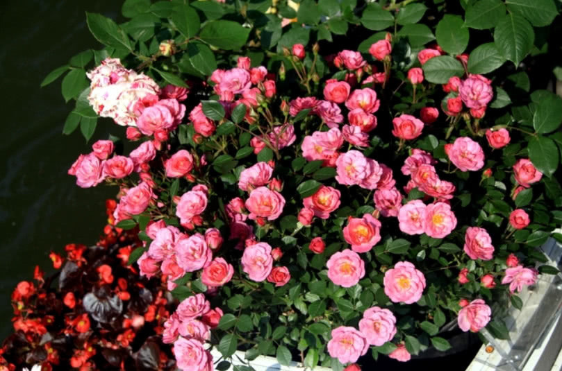 月季这样种,想不开花都难,四季开花开到爆盆