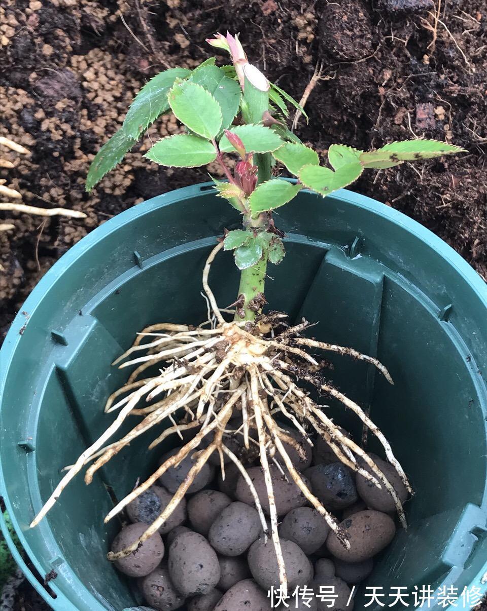 5种“漂亮花”，趁着秋天快扦插，7天就生根，年底就赏花