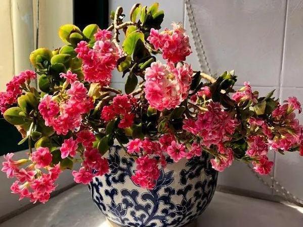 秋养长寿花、蟹爪兰,3方面打好基础,9、10月就能嗖嗖开花