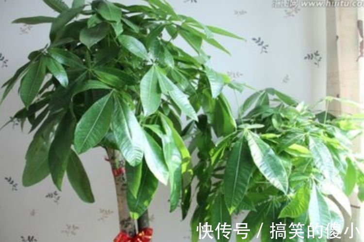 贺望兰|客厅最适合养3种花，旺人又聚财，四季常青，生机有活力
