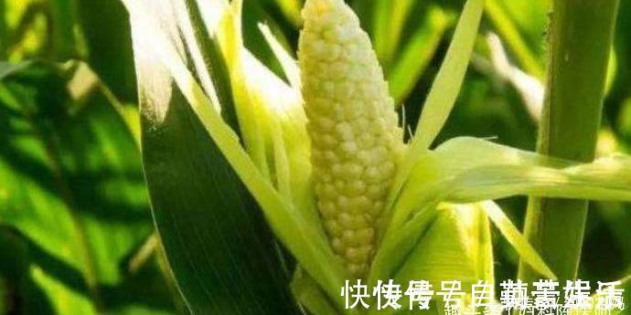 皮肤|女性想要皮肤好,推荐以下食物,排出毒素,补血益气,延缓衰老