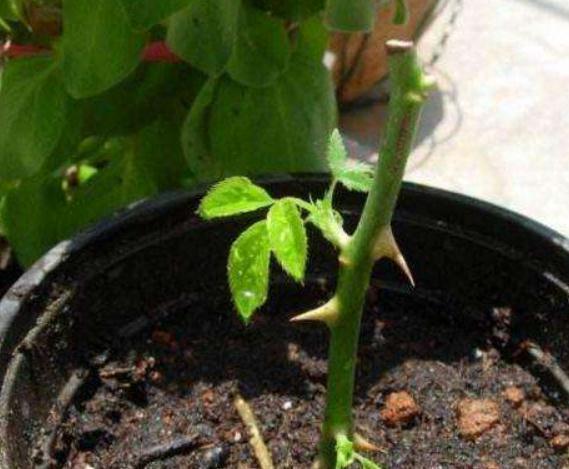 月季“切根枝”，再抹点“白砂糖”，一沾土就生根，盆盆爆满花