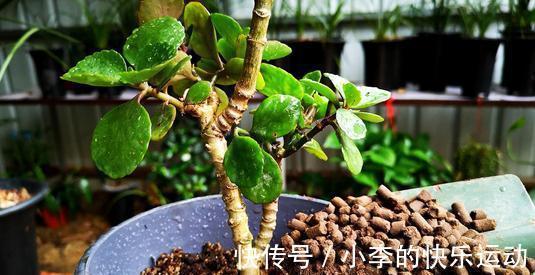 打造老桩长寿花,修剪别落下,就是这样简单