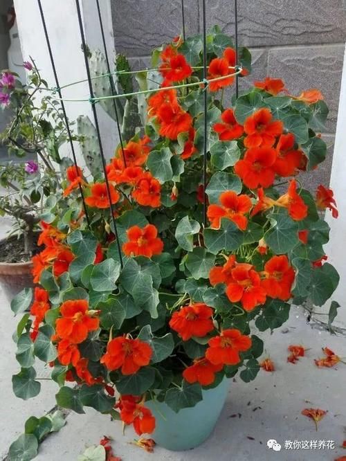 叶子像碗莲，花儿一大片，比铜钱草好养，被称为开花大王！