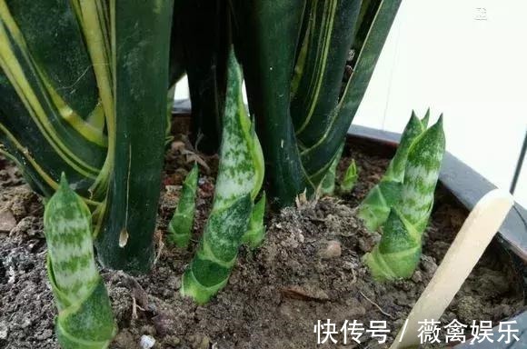 虎尾兰盆里加点2种“液体”,新芽不断,叶子挺拔,开花特香!