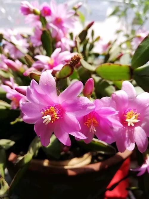 仙人掌科|养了5年的蟹爪兰,原来是个“假货”,看看你家的是什么?