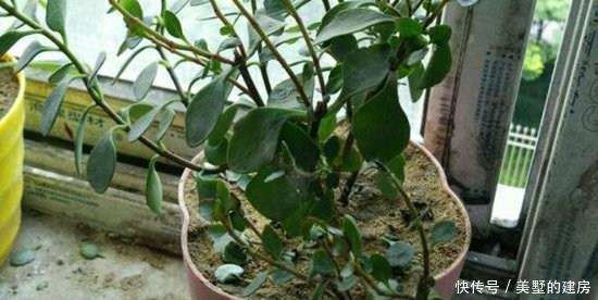 立马|养花烂根了,全扔掉?别,一个小方法立马满血复活
