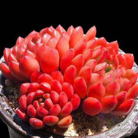 养了300天的红宝石，一盆全是红艳叶子，花盆都装不下