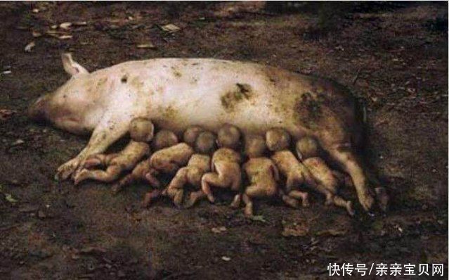 肚子|母猪怀孕肚子重得拖在地上，这一胎起码怀了20个小猪仔