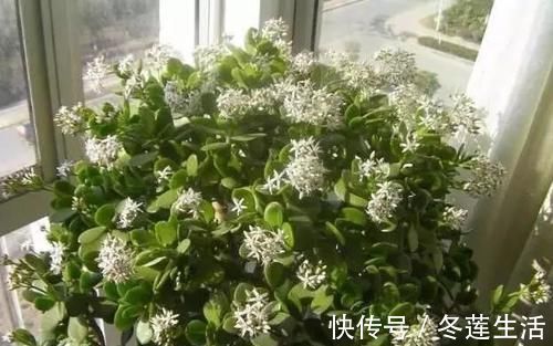 客厅|“招财”的2种花,客厅养1盆,养的越久越值钱,当传家宝都行