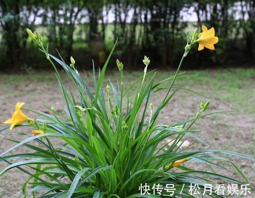 家里吊兰干尖黄叶，用这4招来改善，砰砰返青油亮亮