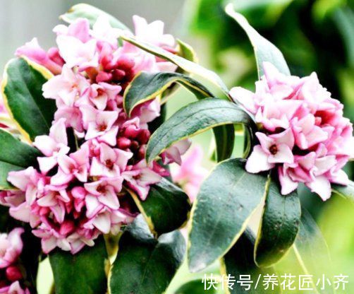 金边瑞香叶子打蔫？记住这“六怕”，叶片硬朗油亮，开花满屋香