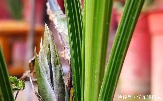 兰友上山找兰花,种在盆中3个月,才发现原来认错了!