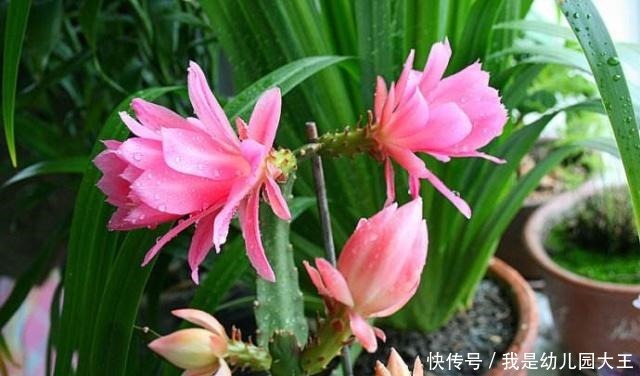 1种肥水,每天家里都产出,倒掉可惜,拿来浇花,浇啥旺啥!