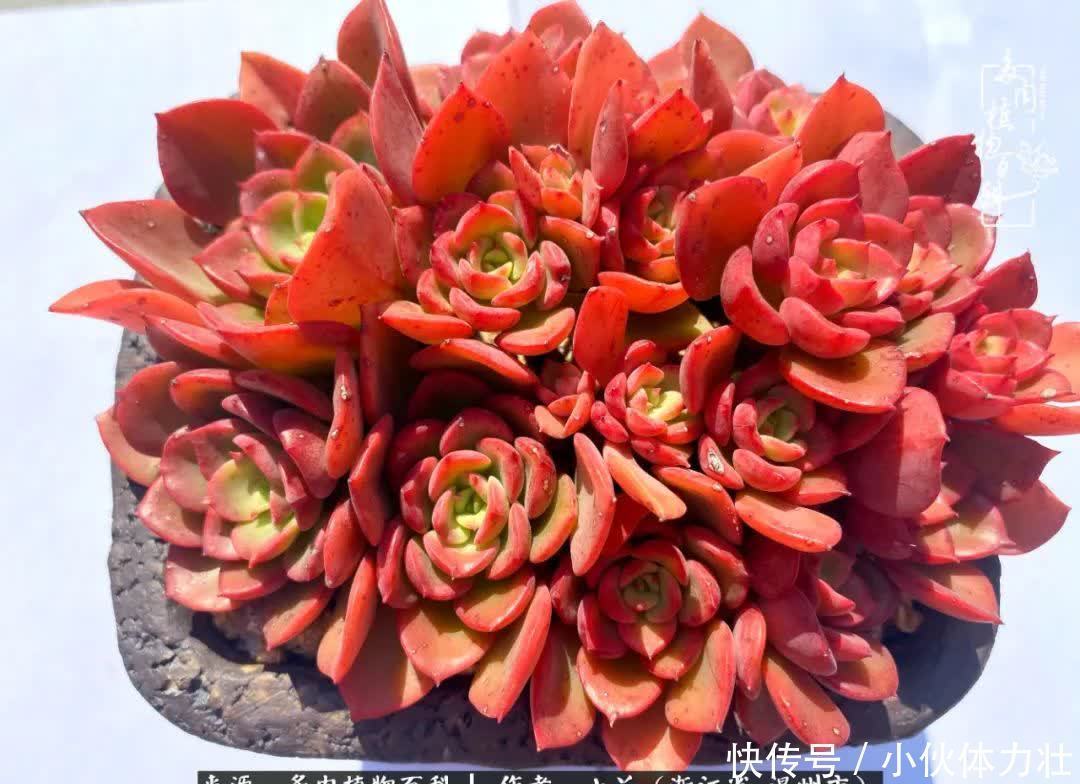 多肉|繁华落幕尽铅华,姹紫嫣红刹那,余生不长,因爱而芳华!