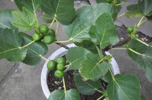 想要扦插无花果，4个细节让成活率翻倍，花友们都了解嘛