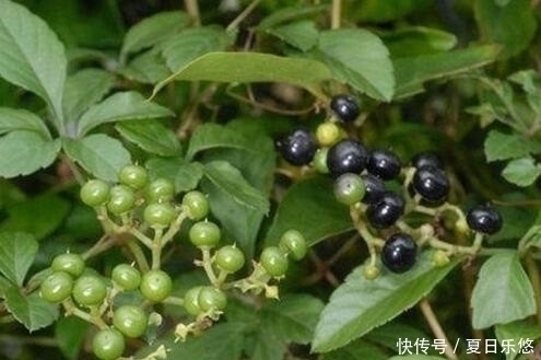 良药|人称“五爪龙”，过去拿来喂猪，却不知是野外救急良药，价值珍贵