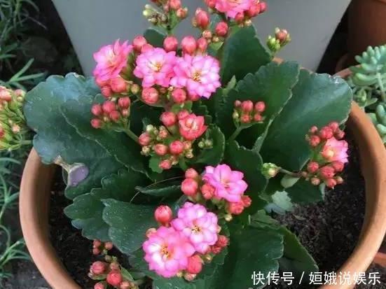 花友们|这种“养花粉”家里都有，兑水来浇花，花苞变多，好爆盆
