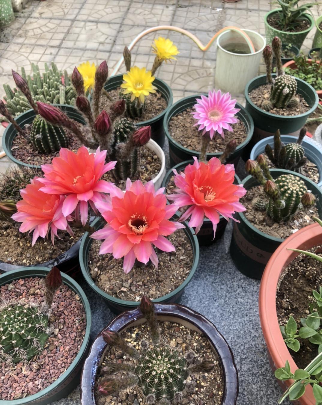 养花在“精”不在多，试试这“三种花”，入春开出一片花海