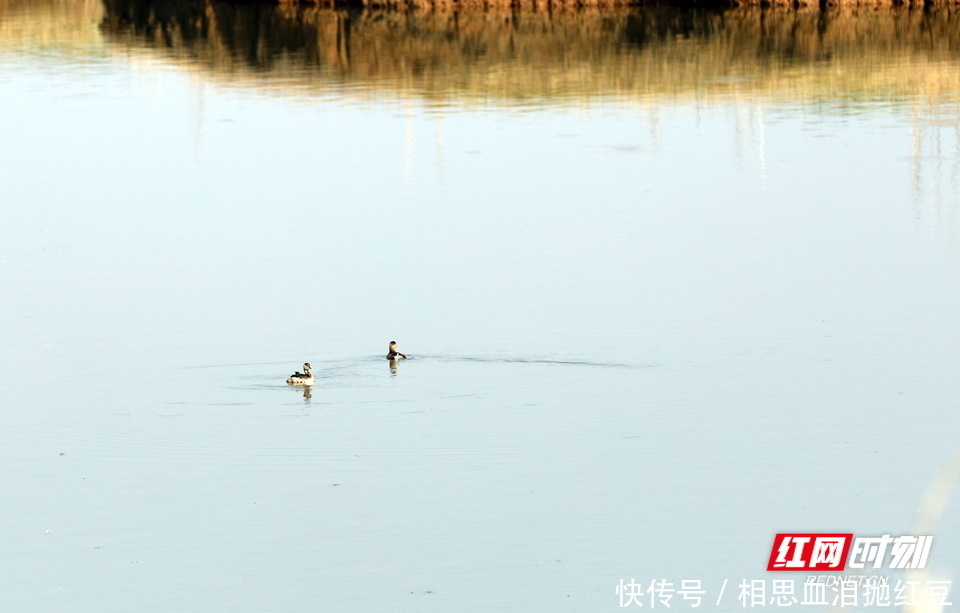 候鸟|东洞庭湖上的候鸟“华尔兹”