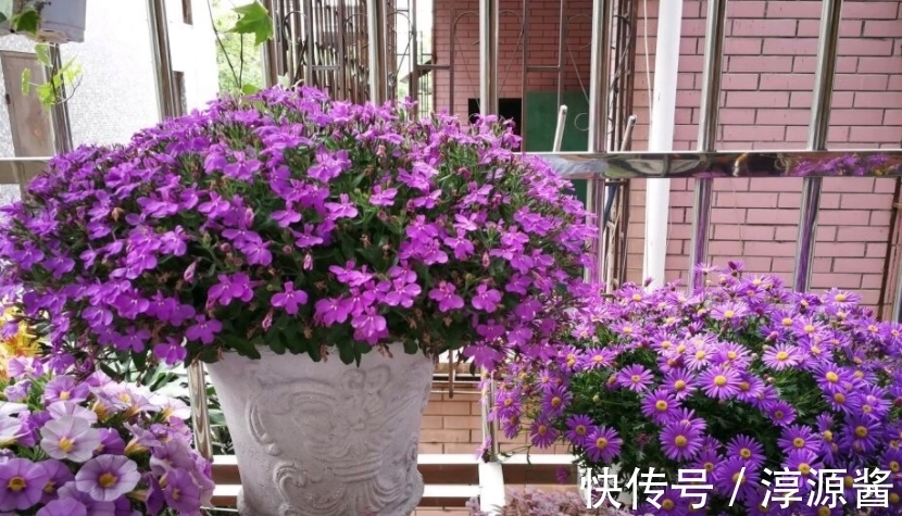 花卉|花土中长“白霜”,是因为这3方面出问题,请快速“对症解决”