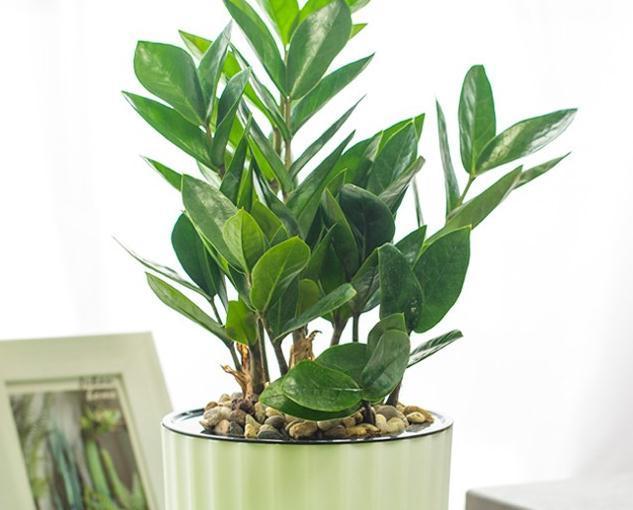 财运|再穷也要养盆它,招财运,旺家宅,越养越气派