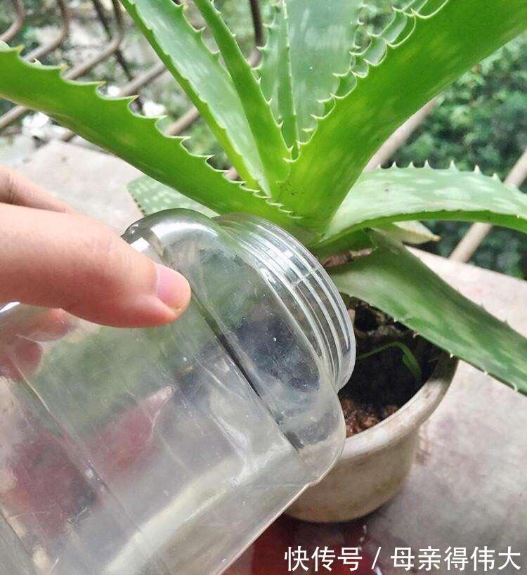 养花牢记“3口诀”,啥花都能养好,阳台变花园,四季花不败