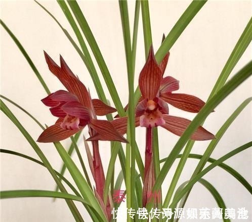 香气|这款兰花香气醇正,花姿典雅大气,喜欢闻花香的花友值得入手!