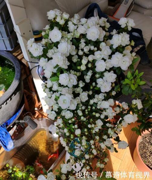 养花期|家里养花别随便，“2种花”真的不能养，虽然漂亮，却很“晦气”