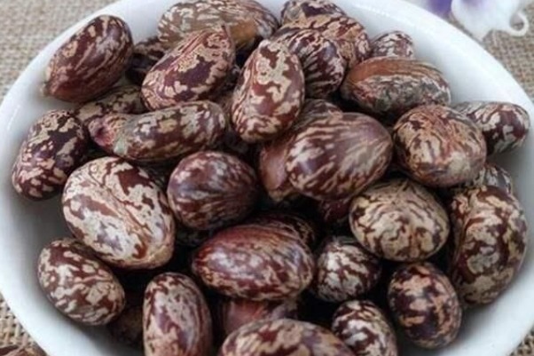 作物|农村一种野草身上有刺,不受农民待见,现在药用价值高,能治痔疮