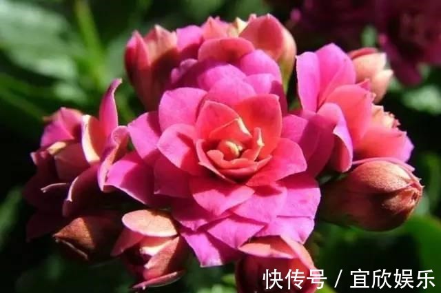 大苗|长寿花“花败”赶紧剪一刀,剪得对开得多,保证养分再开一茬