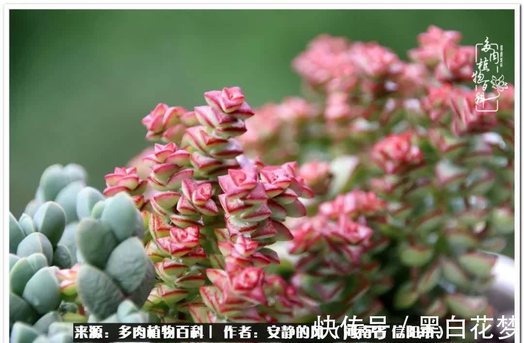 阳台多肉党的幸福生活!