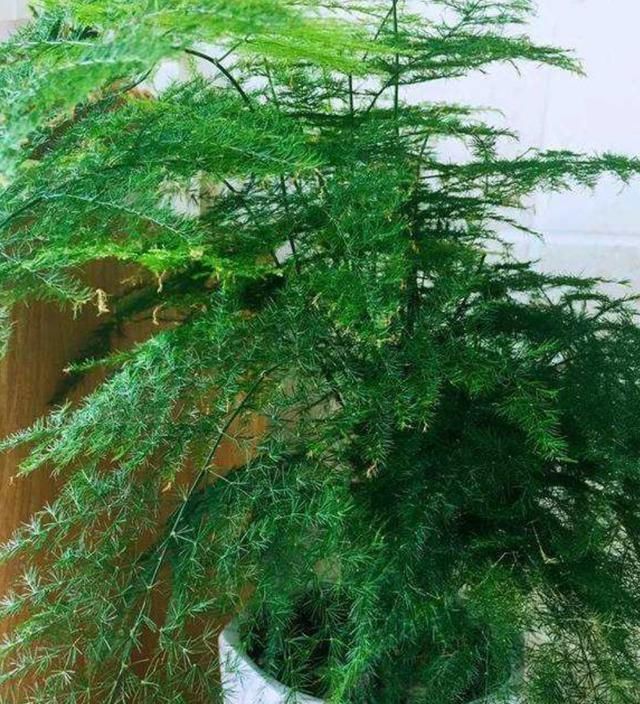 叶片|文竹有“四怕”,避开“它”,叶绿根壮,生机勃勃